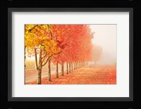 Fall Trees in the Mist Fine Art Print