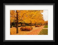 Fall Walkway Fine Art Print