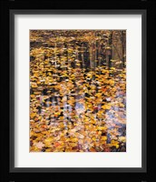 Autumn Detail Fine Art Print