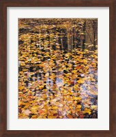 Autumn Detail Fine Art Print