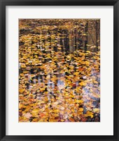 Autumn Detail Fine Art Print