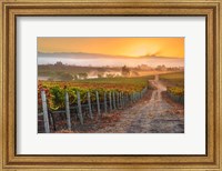 Vineyard Sunrise Fine Art Print
