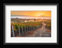 Vineyard Sunrise Fine Art Print