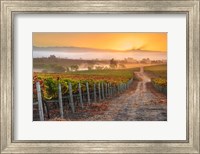 Vineyard Sunrise Fine Art Print