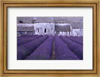Lavender Abbey Fine Art Print