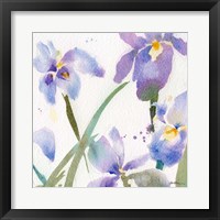 Irises Fine Art Print