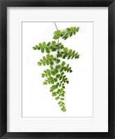 Green Maidenhair Fine Art Print