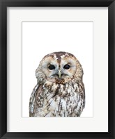 Owl Fine Art Print