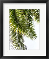 Palm Leaves Fine Art Print