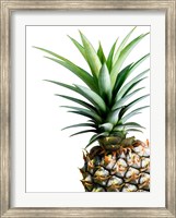 Pineapple (color) Fine Art Print