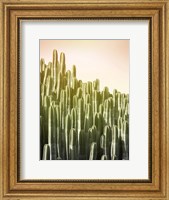 Pink Sky Cactus Fine Art Print