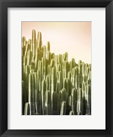 Pink Sky Cactus Fine Art Print