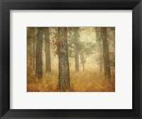 Oak Grove in Fog Fine Art Print