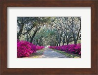 Azaleas, Bonaventure Fine Art Print