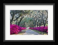 Azaleas, Bonaventure Fine Art Print