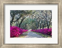 Azaleas, Bonaventure Fine Art Print