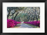 Azaleas, Bonaventure Fine Art Print