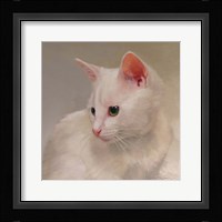 White Kitten Fine Art Print