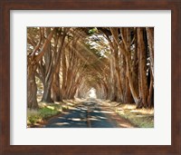 Cypresses Fine Art Print