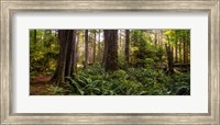 Cathedral Forest Fine Art Print