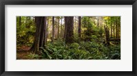 Cathedral Forest Fine Art Print