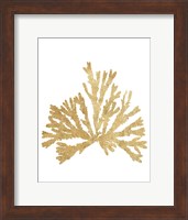 Pacific Sea Mosses IV Gold Fine Art Print