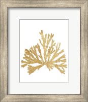 Pacific Sea Mosses IV Gold Fine Art Print