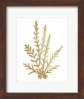 Pacific Sea Mosses III Gold Fine Art Print