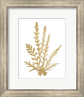 Pacific Sea Mosses III Gold Fine Art Print