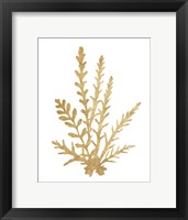 Pacific Sea Mosses III Gold Framed Print