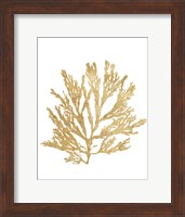 Pacific Sea Mosses I Gold Fine Art Print