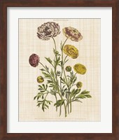 Herbal Botany XXII v2 Linen Crop Fine Art Print