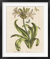 Herbal Botany XX Butterfly Linen Crop Fine Art Print