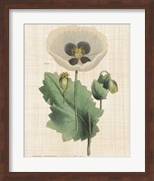 Herbal Botany XVI Linen Crop Fine Art Print