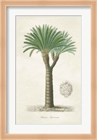Palm Tree Cycas Crest Fine Art Print