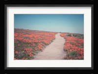 California Blooms IV Framed Print