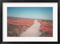 California Blooms IV Fine Art Print
