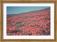 California Blooms III Fine Art Print