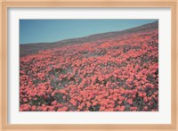 California Blooms III Fine Art Print