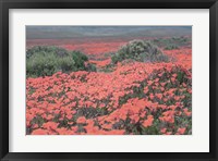 California Blooms II Fine Art Print