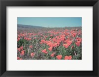 California Blooms I Fine Art Print