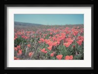 California Blooms I Framed Print