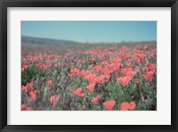 California Blooms I Framed Print