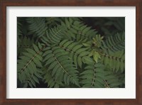 Leafy VI Fine Art Print