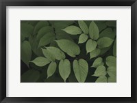 Leafy II Fine Art Print