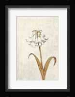 Shimmering Summer II Ivory Fine Art Print