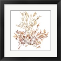 Pacific Sea Mosses XV White Sq Fine Art Print
