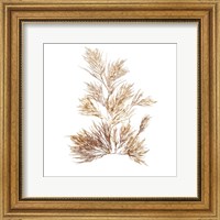Pacific Sea Mosses X White Sq Fine Art Print