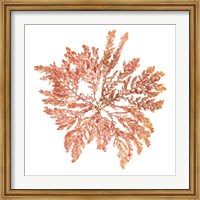 Pacific Sea Mosses IV White Sq Fine Art Print