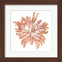 Pacific Sea Mosses IV White Sq Fine Art Print